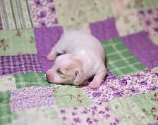 Beautiful Miniature Dachshund Puppies - Photo 2