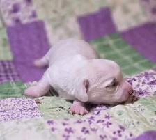 Beautiful Miniature Dachshund Puppies - Photo 3