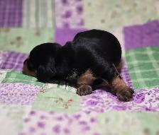 Beautiful Miniature Dachshund Puppies - Photo 4
