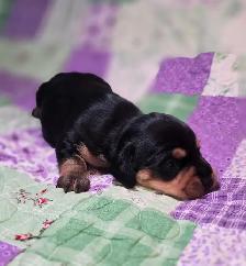 Beautiful Miniature Dachshund Puppies - Photo 5