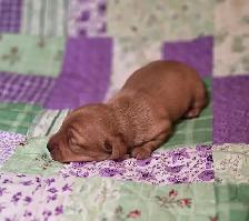 Beautiful Miniature Dachshund Puppies - Photo 6