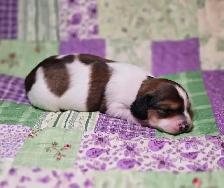 Beautiful Miniature Dachshund Puppies - Photo 7