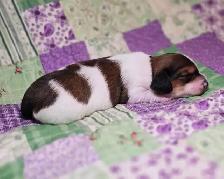 Beautiful Miniature Dachshund Puppies - Photo 8