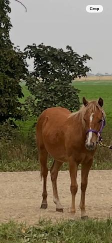 Shetland Pony Gelding