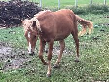 Shetland Pony Gelding - Photo 2