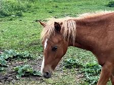 Shetland Pony Gelding - Photo 3