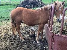 Shetland Pony Gelding - Photo 5