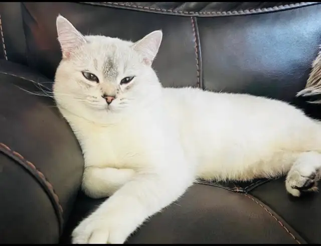 British shorthair Kitten (Neutered)