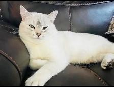 British shorthair Kitten (Neutered)