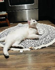 British shorthair Kitten (Neutered) - Photo 2