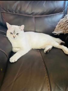 British shorthair Kitten (Neutered) - Photo 3