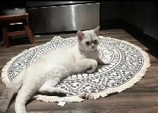 British shorthair Kitten (Neutered) - Photo 4