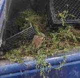 Junk removal