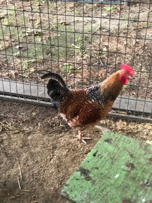 Roosters for sale