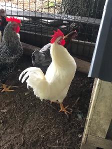 Roosters for sale - Photo 2