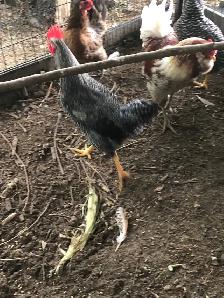Roosters for sale - Photo 3