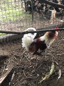 Roosters for sale - Photo 4