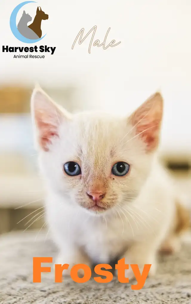 HARVEST SKY ANIMAL RESCUE - 15 KITTENS & 11 CATS AVAILABLE!!