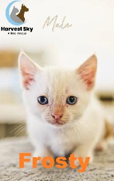 HARVEST SKY ANIMAL RESCUE - 15 KITTENS & 11 CATS AVAILABLE!!