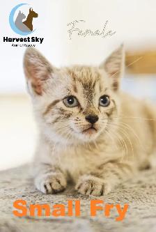 HARVEST SKY ANIMAL RESCUE - 15 KITTENS & 11 CATS AVAILABLE!! - Photo 2