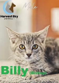 HARVEST SKY ANIMAL RESCUE - 15 KITTENS & 11 CATS AVAILABLE!! - Photo 3