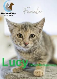 HARVEST SKY ANIMAL RESCUE - 15 KITTENS & 11 CATS AVAILABLE!! - Photo 4