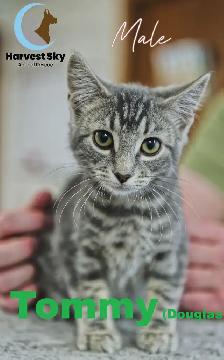 HARVEST SKY ANIMAL RESCUE - 15 KITTENS & 11 CATS AVAILABLE!! - Photo 5