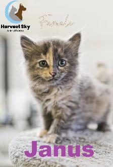 HARVEST SKY ANIMAL RESCUE - 15 KITTENS & 11 CATS AVAILABLE!! - Photo 6