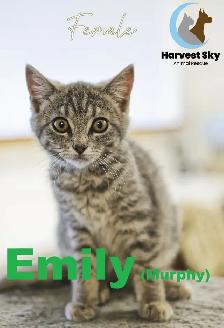 HARVEST SKY ANIMAL RESCUE - 15 KITTENS & 11 CATS AVAILABLE!! - Photo 7
