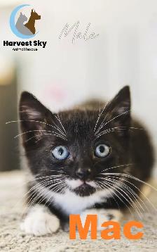 HARVEST SKY ANIMAL RESCUE - 15 KITTENS & 11 CATS AVAILABLE!! - Photo 8