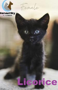 HARVEST SKY ANIMAL RESCUE - 15 KITTENS & 11 CATS AVAILABLE!! - Photo 9