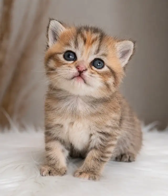 BRITISH SHORTHAIR  GOLDEN FEMELLES TOP QUALITÉ