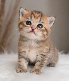 BRITISH SHORTHAIR  GOLDEN FEMELLES TOP QUALITÉ