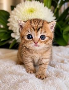 BRITISH SHORTHAIR  GOLDEN FEMELLES TOP QUALITÉ - Photo 2
