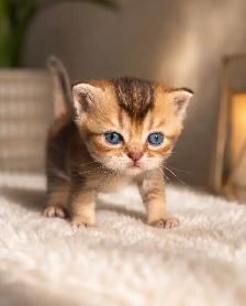 BRITISH SHORTHAIR  GOLDEN FEMELLES TOP QUALITÉ - Photo 3