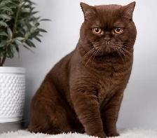 BRITISH SHORTHAIR  GOLDEN FEMELLES TOP QUALITÉ - Photo 5