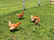FREE.    CHICKENS