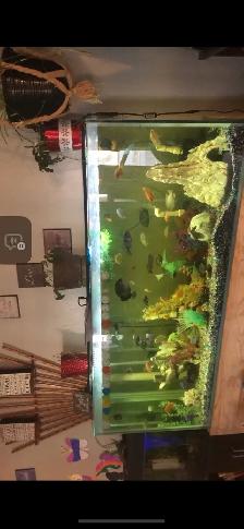 aquarium rebuilt - Photo 2
