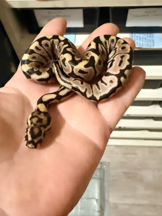 Ball Pythons