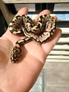 Ball Pythons