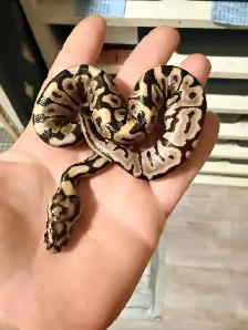 Ball Pythons - Photo 2