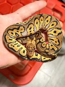 Ball Pythons - Photo 3