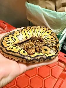 Ball Pythons - Photo 4