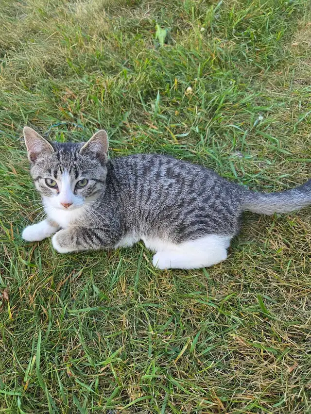 kittens to rehome