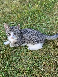 kittens to rehome