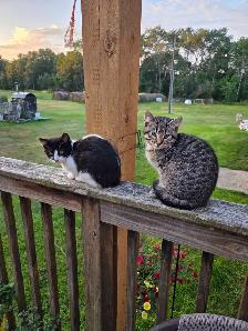 kittens to rehome - Photo 2