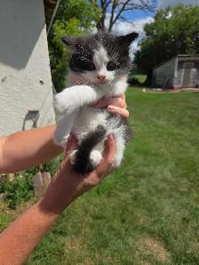 kittens to rehome - Photo 3