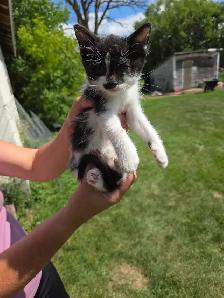 kittens to rehome - Photo 4
