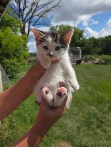 kittens to rehome - Photo 5