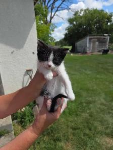 kittens to rehome - Photo 6